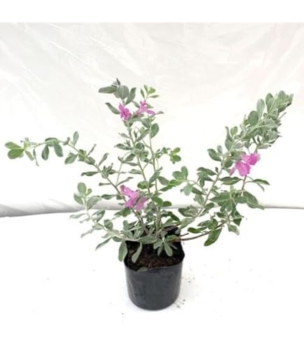 Amazon.co.jp: 花木苗 レウコフィラム 2株 / 国華園 25年秋商品 : DIY